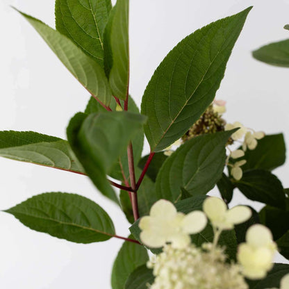 2251191_Closeup_02_SQ_0970d3ce-c0a9-457d-8dff-cd8dca5b4188