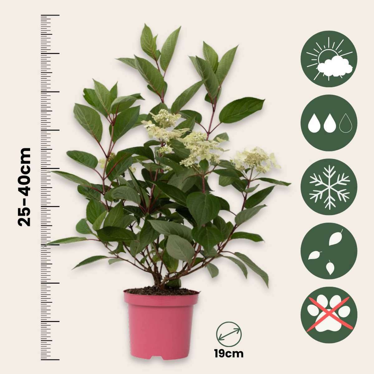 2251191_Sizeindicator_01