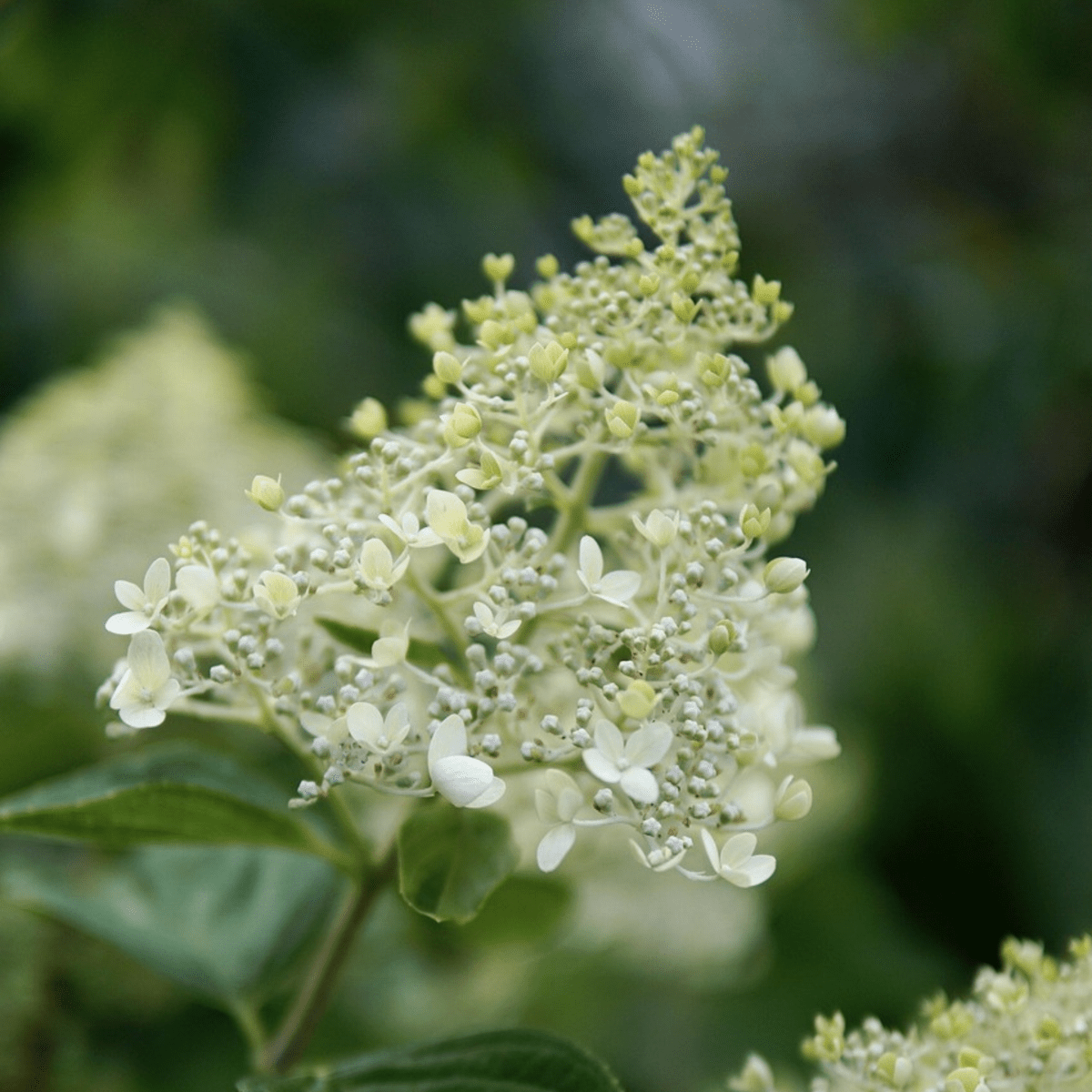 2260002_Closeup_01_SQ_dc815485-d8b7-41bc-a3ee-f75102995330