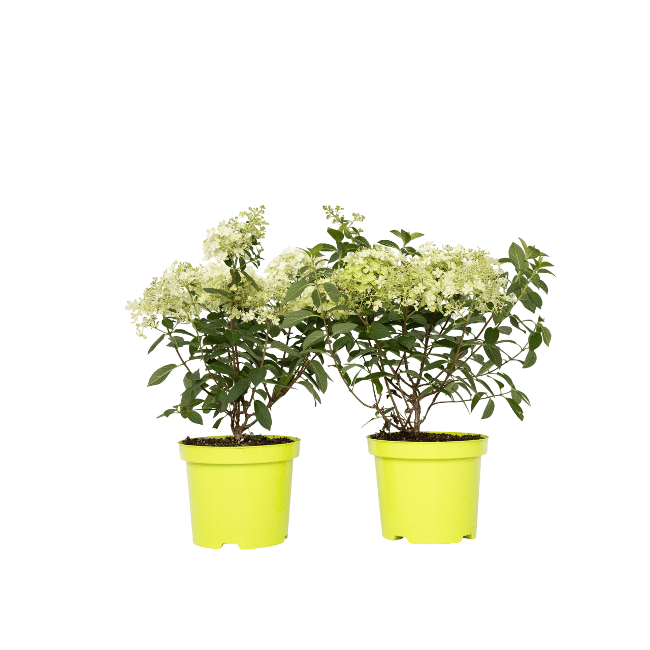 2260002_Productimage_05_SQ