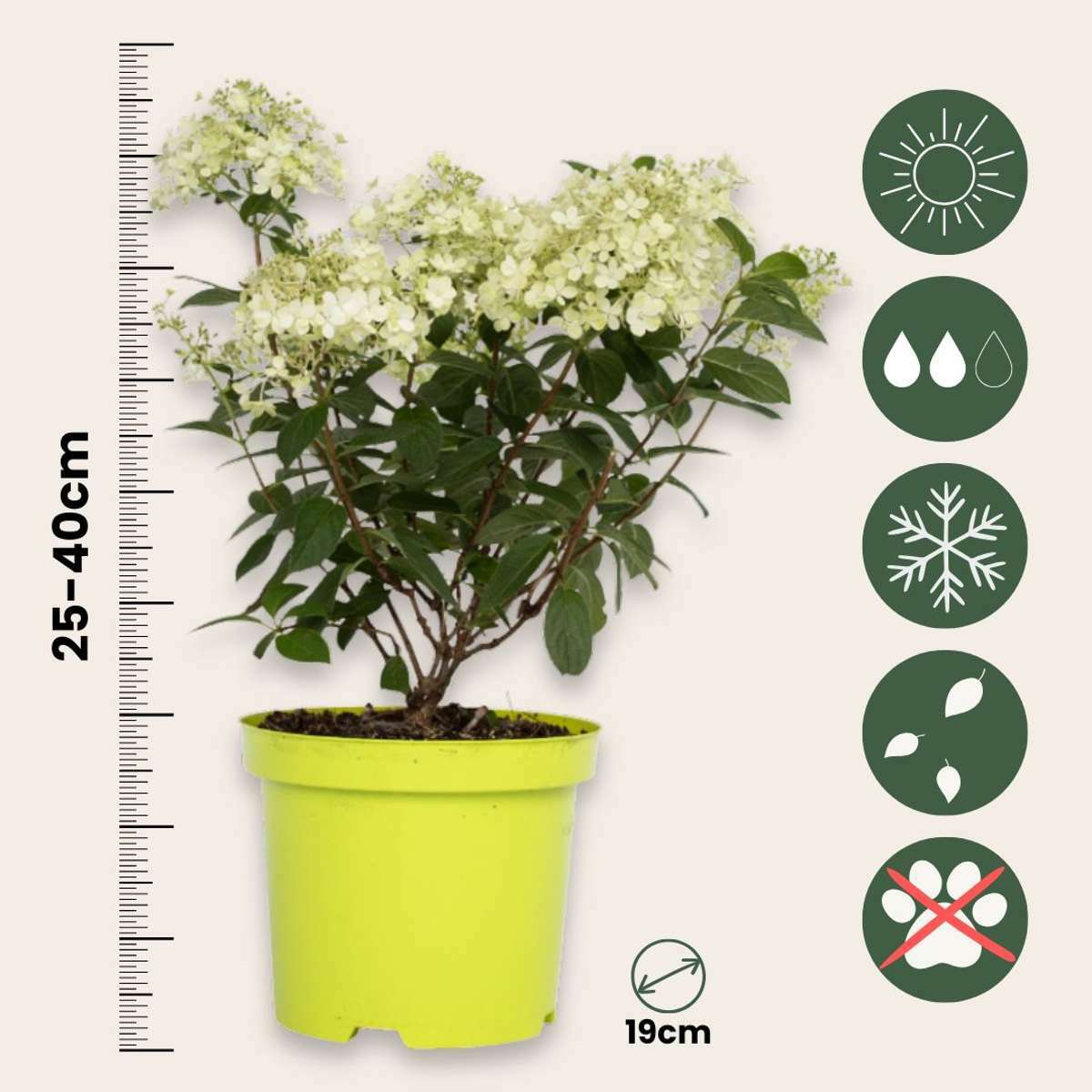 2260002_Sizeindicator_01