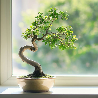 Zelkova Serrata Bonsai Tree - Height 20-25cm