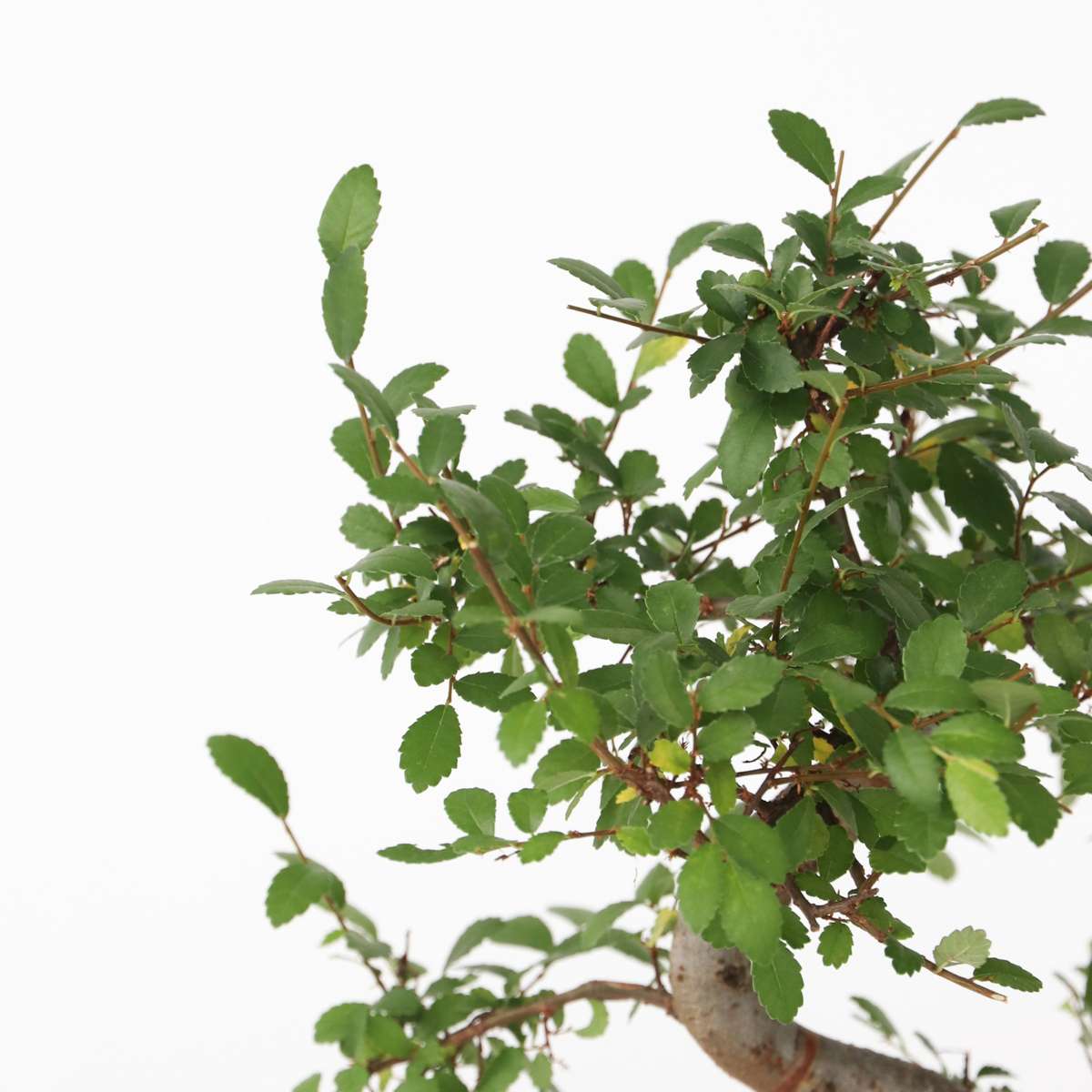 Zelkova Serrata Bonsai Tree - Height 20-25cm