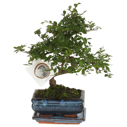 Zelkova Serrata Bonsai Tree - Height 20-25cm