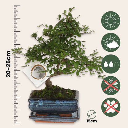 Zelkova Serrata Bonsai Tree - Height 20-25cm