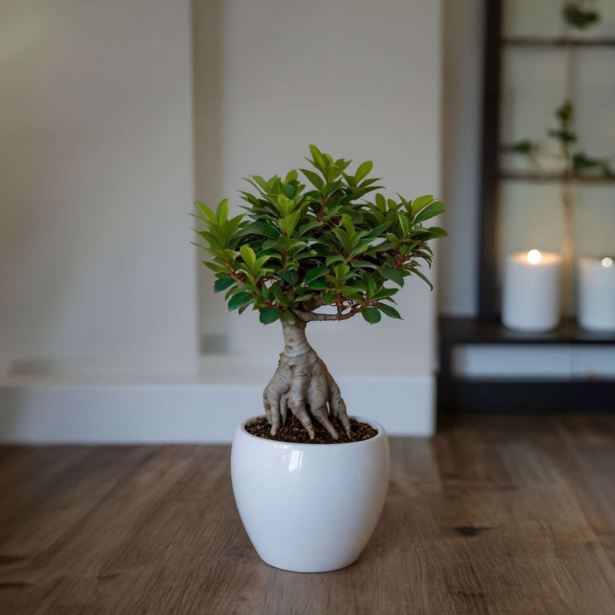 Ficus Microcarpa Ginseng Plant - Curtain Fig Tree - Height 30-40cm