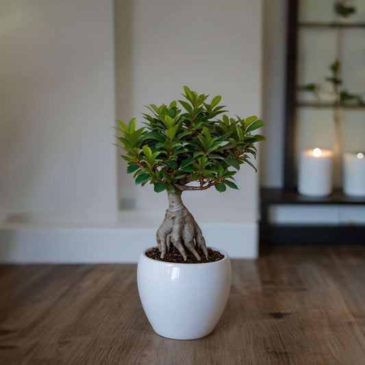 Ficus Microcarpa Ginseng Plant - Curtain Fig Tree - Height 30-40cm