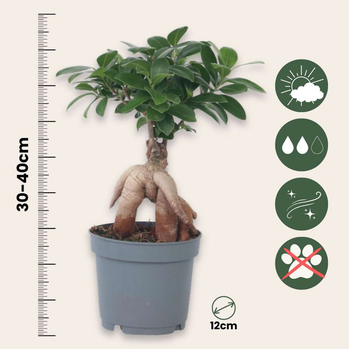 Ficus Microcarpa Ginseng Plant - Curtain Fig Tree - Height 30-40cm