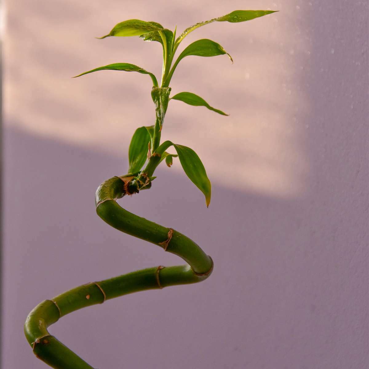 2380006_Closeup_02_SQ_UN_ec121b20-3878-42d9-bf05-de1bbf723673