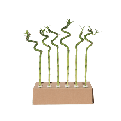 2380006_Productimage_05_SQ