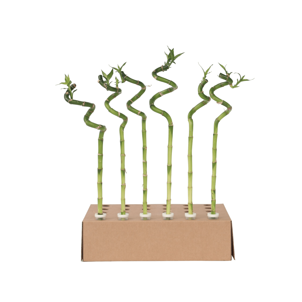 2380012_Productimage_05_SQ