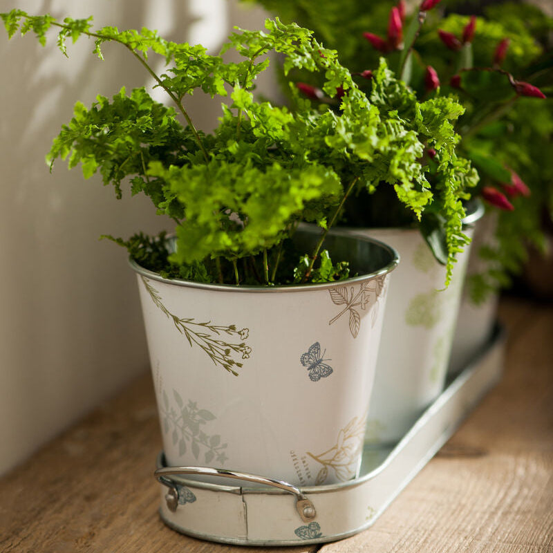 Set of Three Pots on Oblong Tray | Jardin