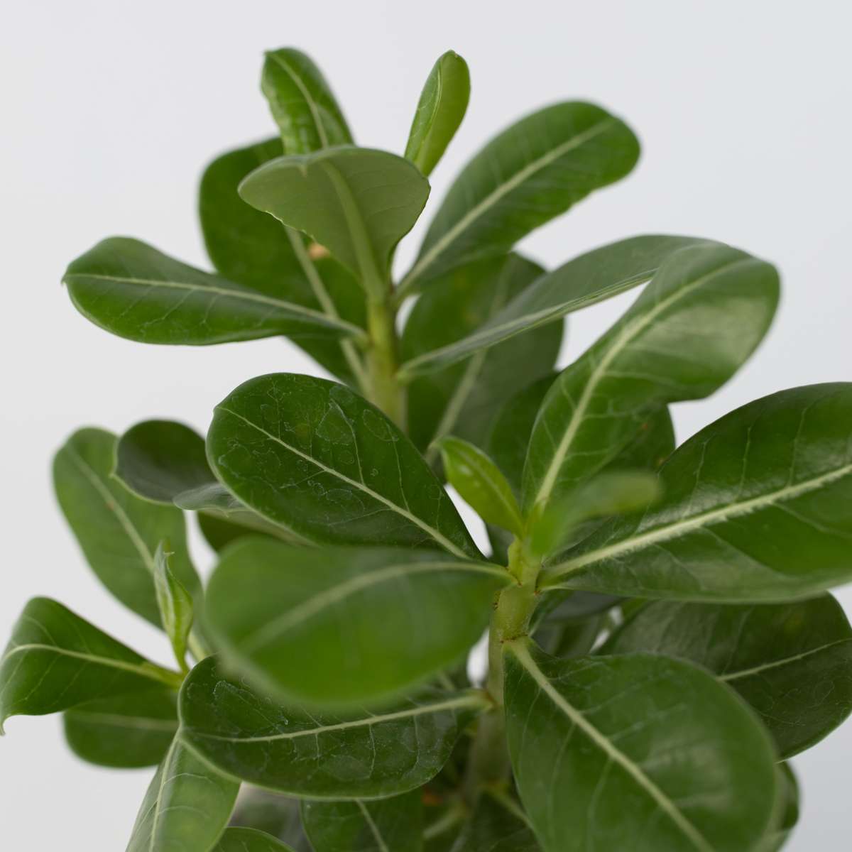 Adenium Obesum Plant - Desert Rose - Height 25-40cm