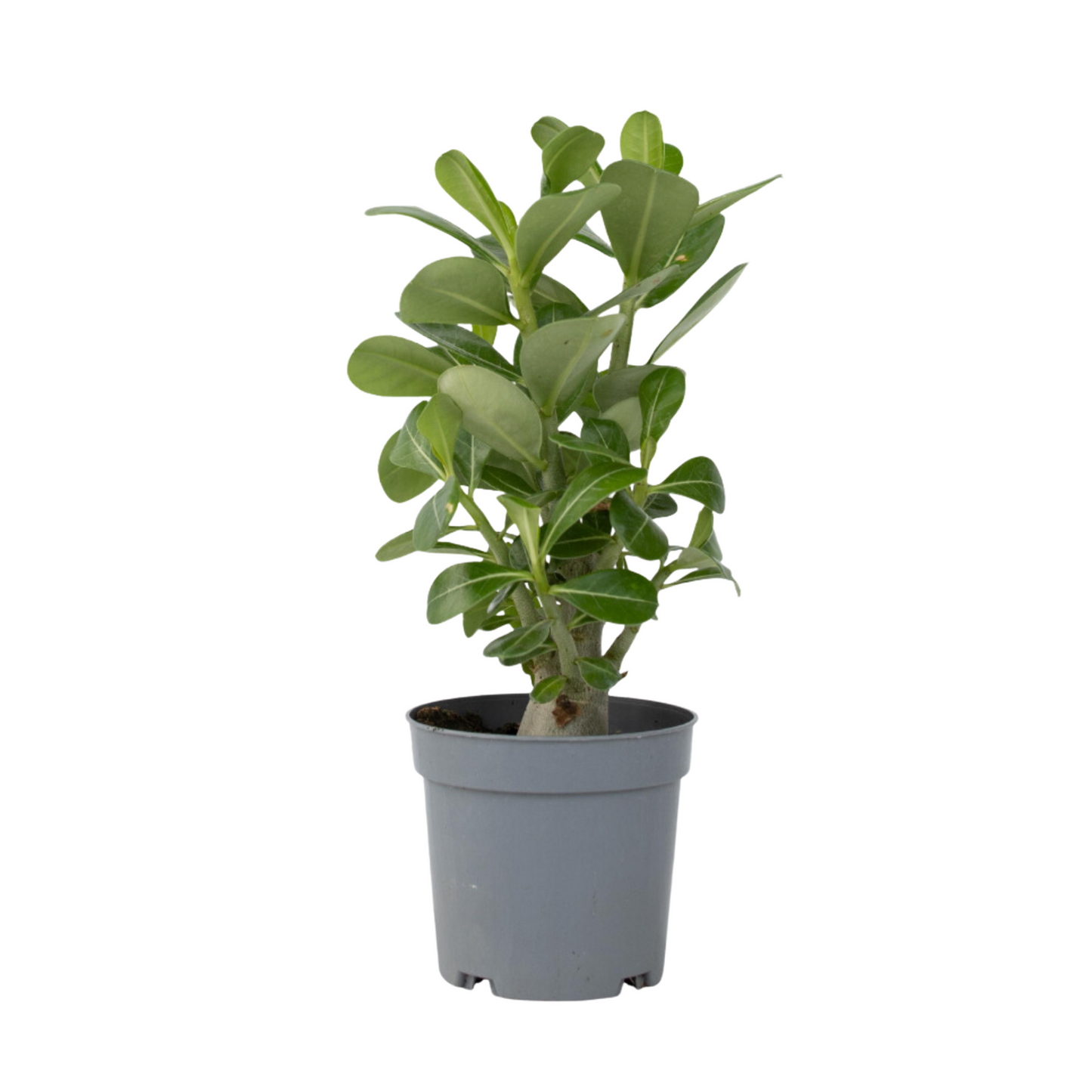 Adenium Obesum Plant - Desert Rose - Height 25-40cm