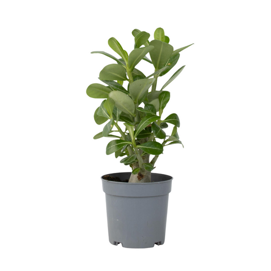 Adenium Obesum Plant - Desert Rose - Height 25-40cm