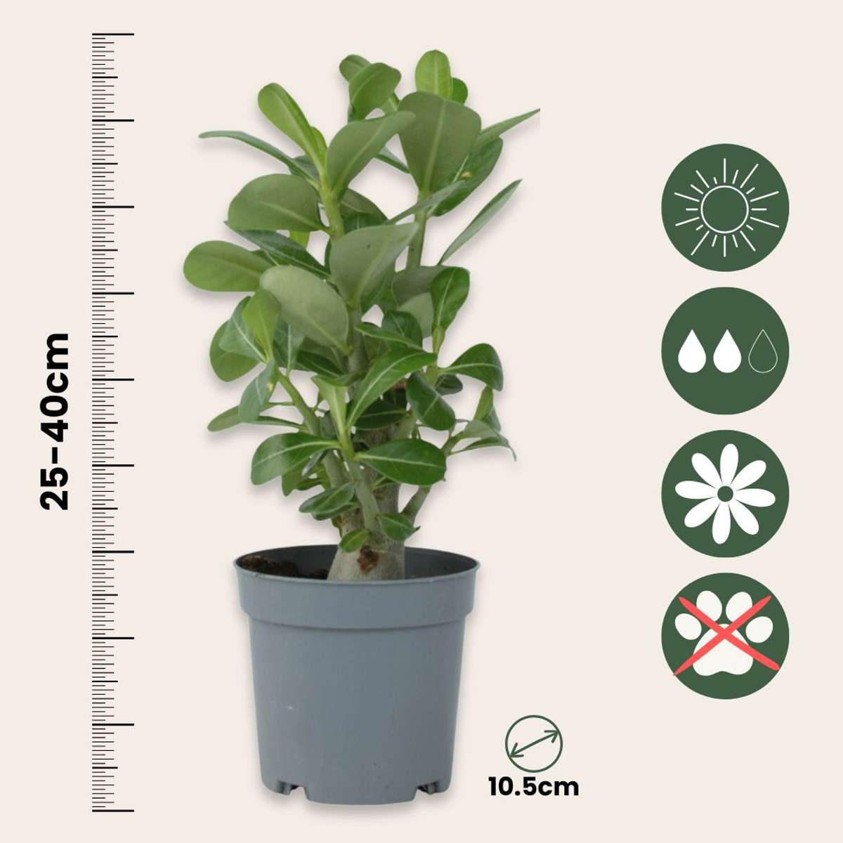 Adenium Obesum Plant - Desert Rose - Height 25-40cm