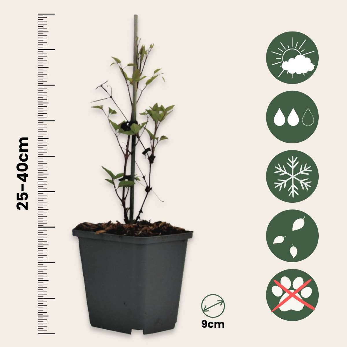 2526023_Sizeindicator_01