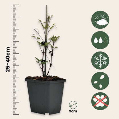 2526033_Sizeindicator_01