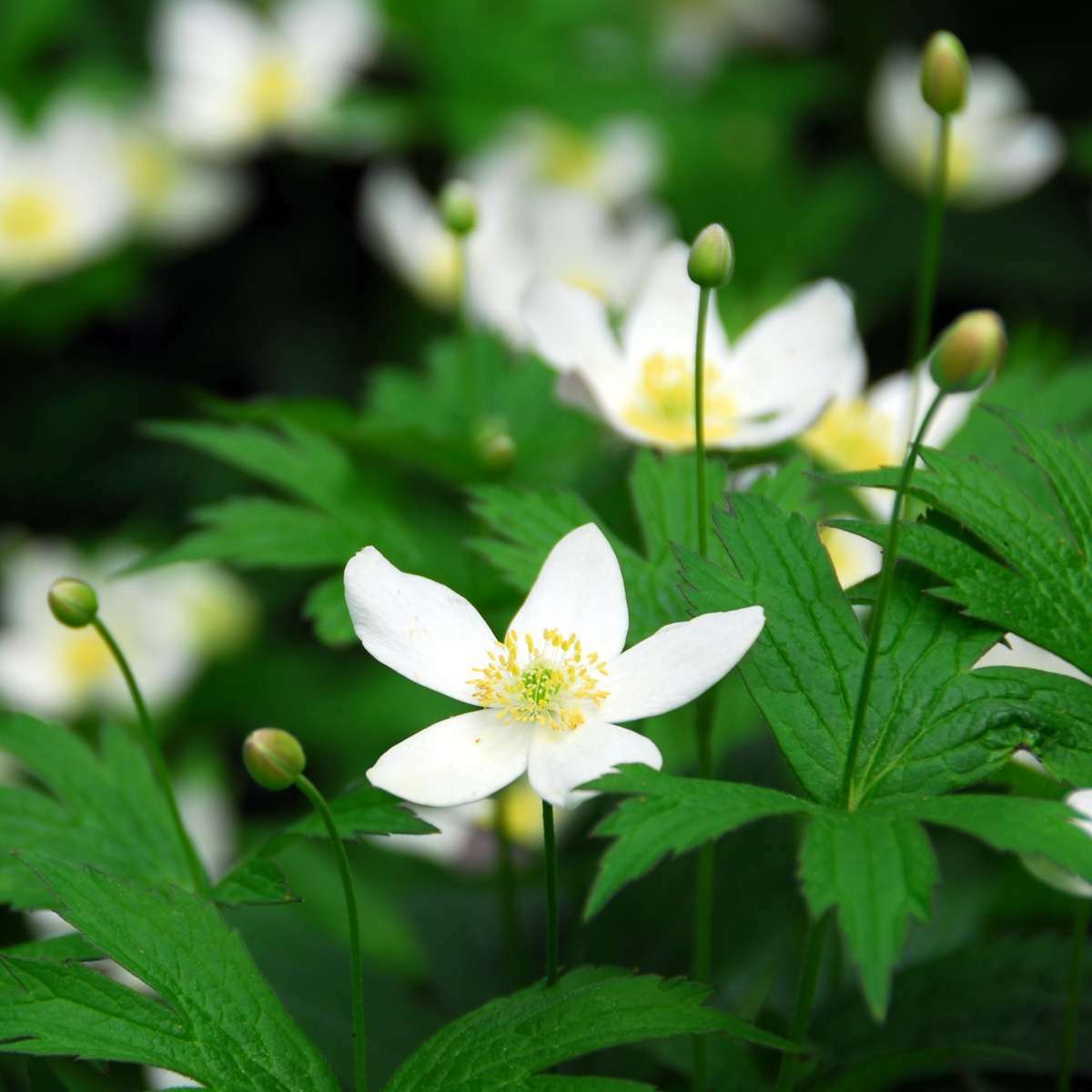 2538003_Closeup_02_SQ_1405e153-3b1d-479c-b70e-e0dde1bf3089