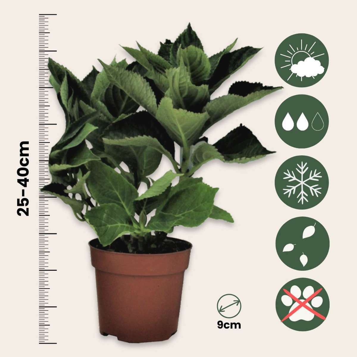 2545013_Sizeindicator_01