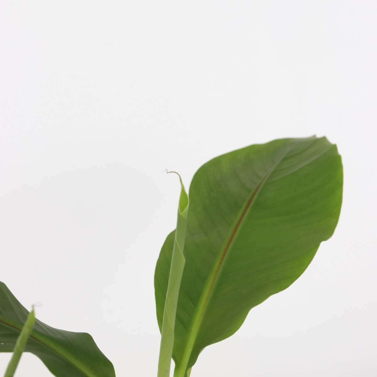 2549003_Closeup_01_SQ_dd27ff38-b54b-434f-9222-92a3dae2af9e