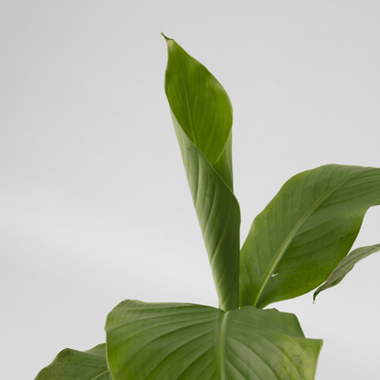 2549003_Closeup_02_SQ_51b66557-ca87-42d0-8e20-1ed7a0067648