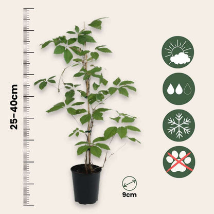 2552006_Sizeindicator_01