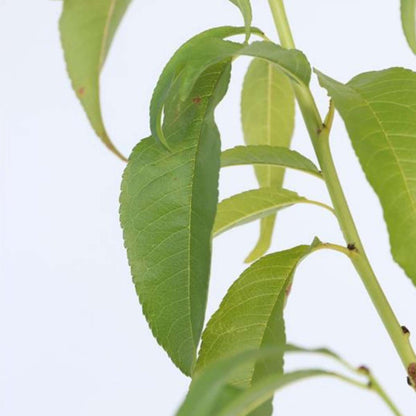 2574001_Closeup_02_SQ_87b76918-57e6-43b1-ae74-dcc2199ea4e8