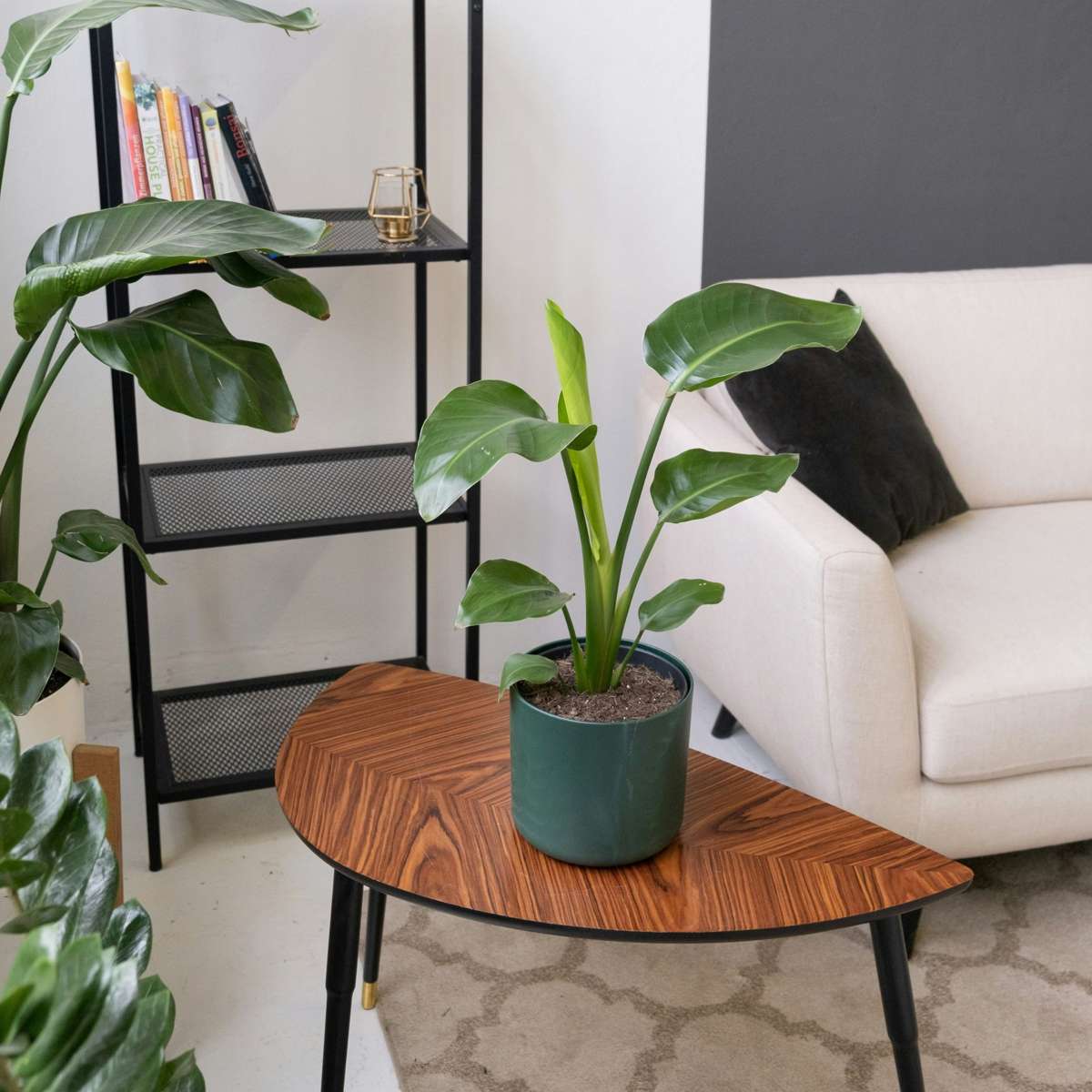 Bird of Paradise Plant - Strelitzia Reginea Houseplant - Height 25-40cm