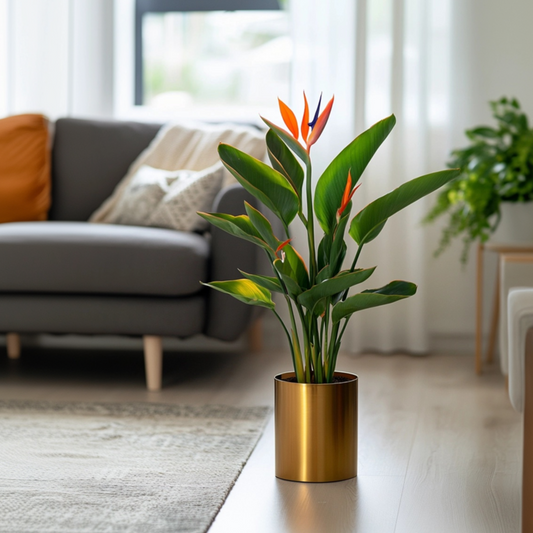 Bird of Paradise Plant - Strelitzia Reginea Houseplant - Height 25-40cm