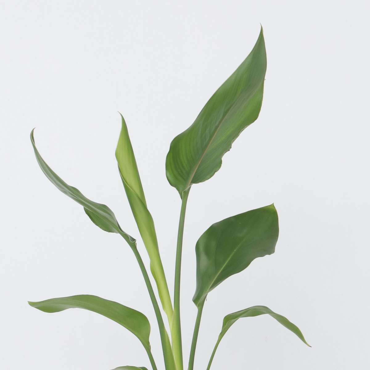 Bird of Paradise Plant - Strelitzia Reginea Houseplant - Height 25-40cm