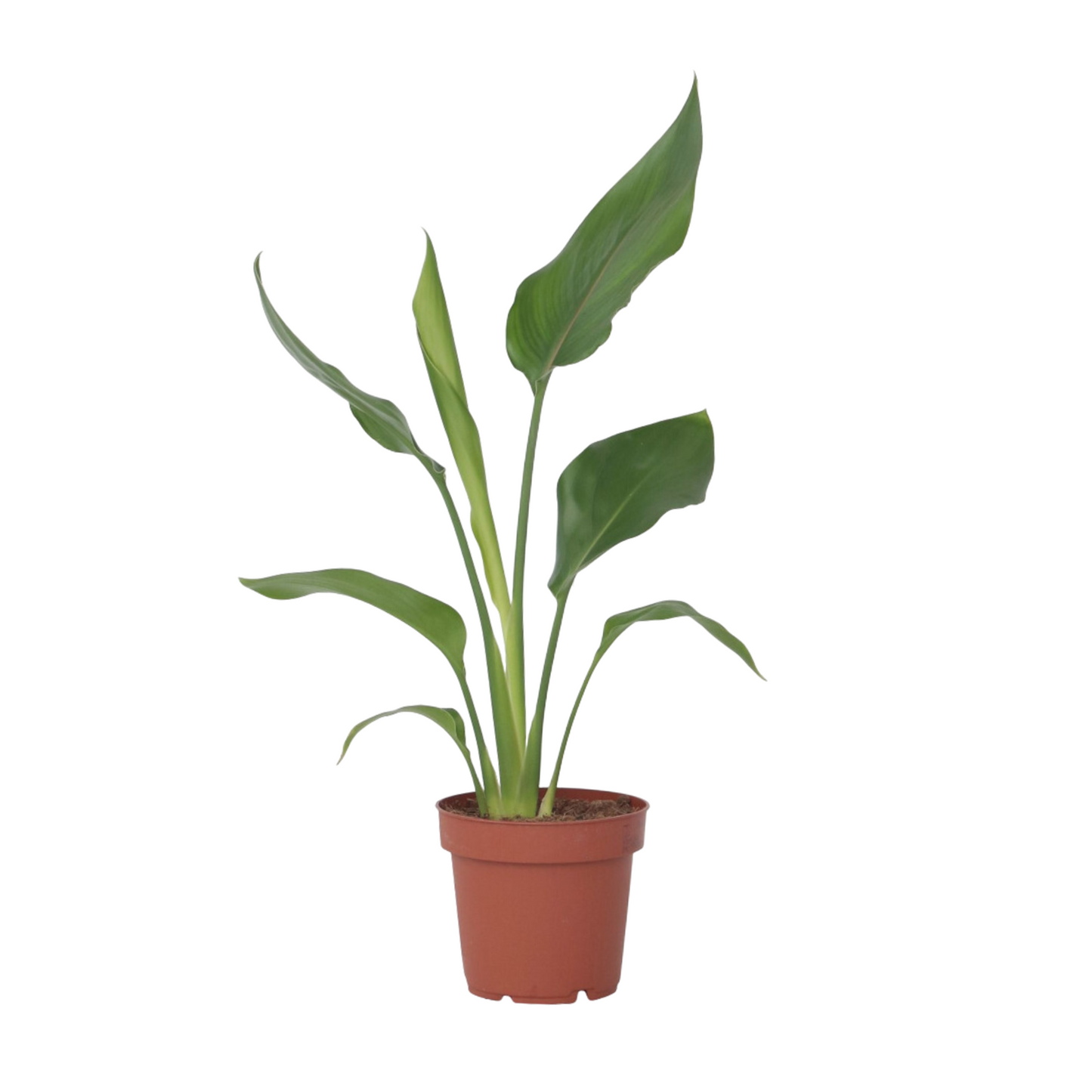Bird of Paradise Plant - Strelitzia Reginea Houseplant - Height 25-40cm