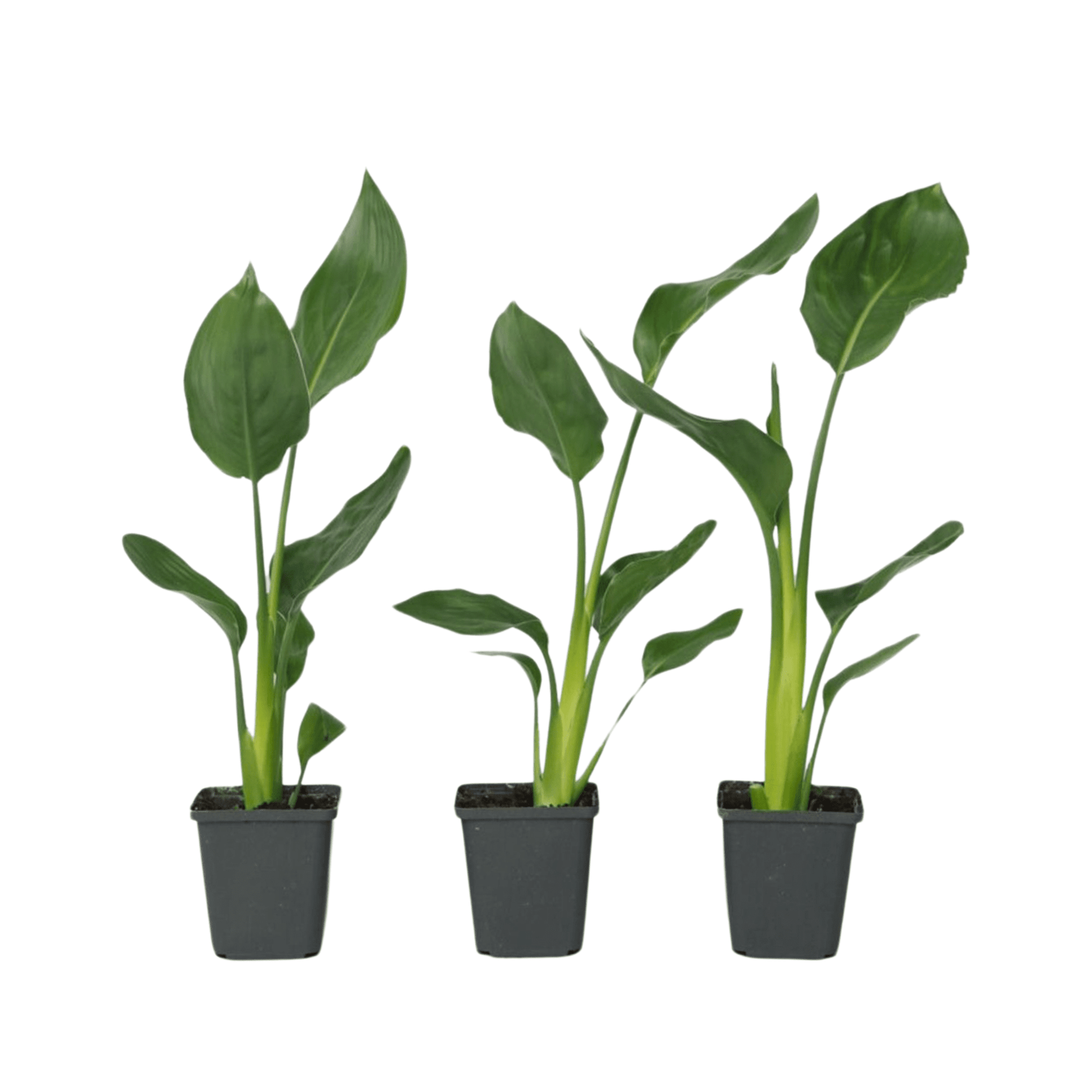 2585003_Productimage_02_SQ_v2