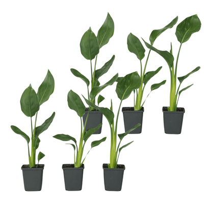 2585006_Productimage_02_SQ_v2