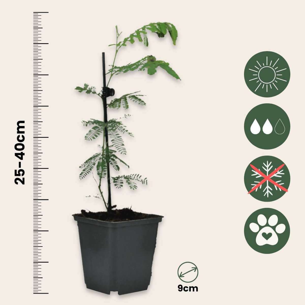 2586003_Sizeindicator_01