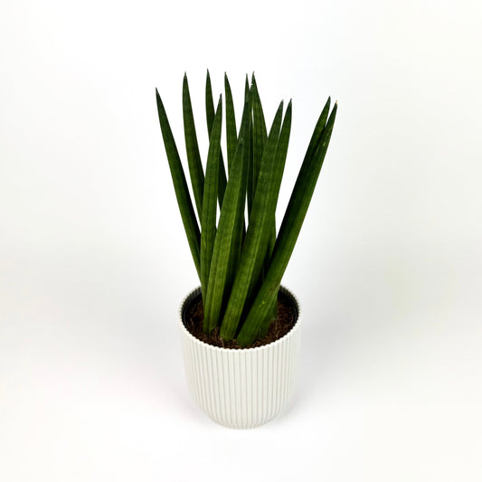 Snake Cylindrical Spagetti Houseplant