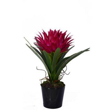 Pink Tropical Plant with Black Ceramic Pot | Fiori