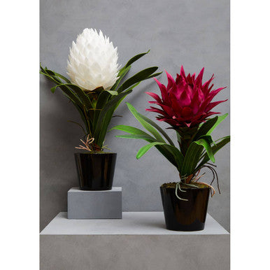 Pink Tropical Plant with Black Ceramic Pot | Fiori