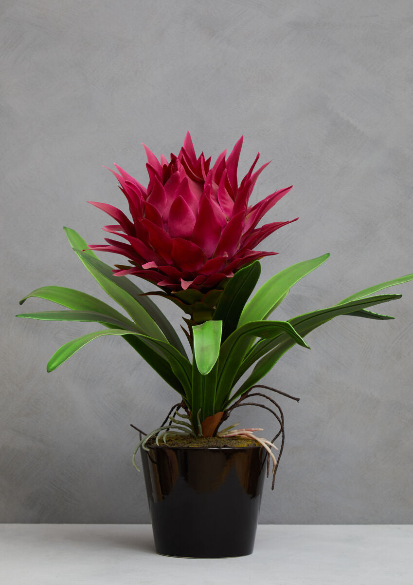 Pink Tropical Plant with Black Ceramic Pot | Fiori