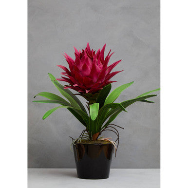 Pink Tropical Plant with Black Ceramic Pot | Fiori