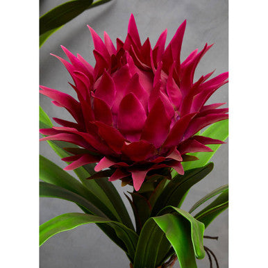Pink Tropical Plant with Black Ceramic Pot | Fiori