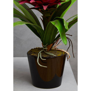 Pink Tropical Plant with Black Ceramic Pot | Fiori