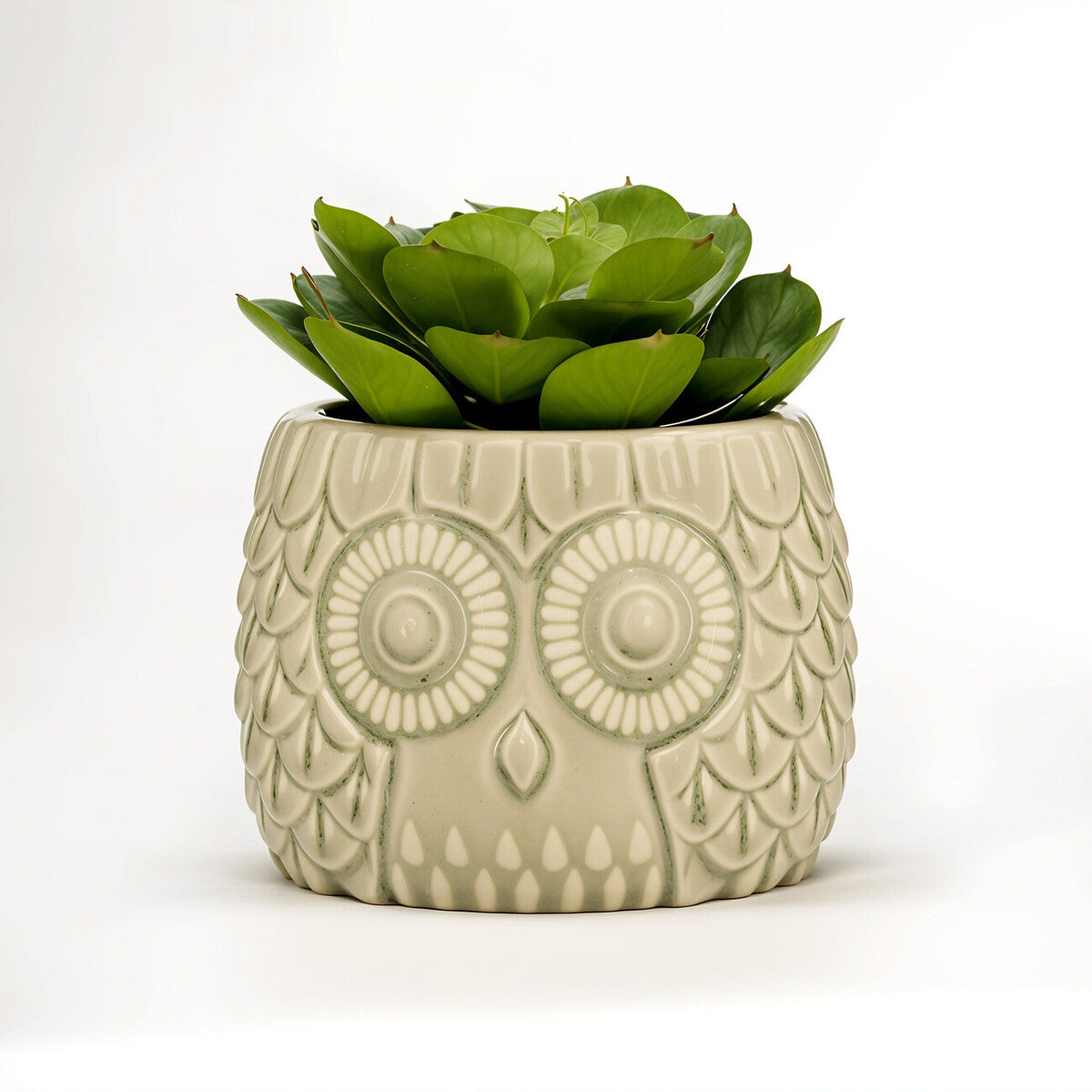 Large Succulent in Grey Ceramic Owl Pot | Fiori
