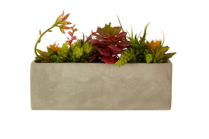 Mixed Succulents with Cement Pot | Fiori
