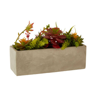 Mixed Succulents with Cement Pot | Fiori