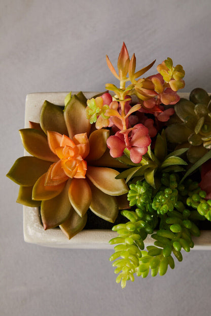 Mixed Succulents with Cement Pot | Fiori