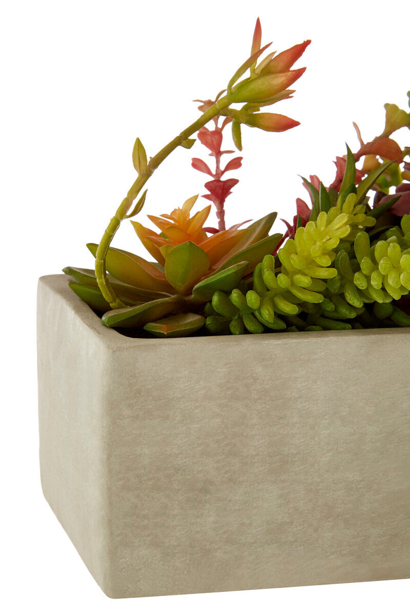 Mixed Succulents with Cement Pot | Fiori