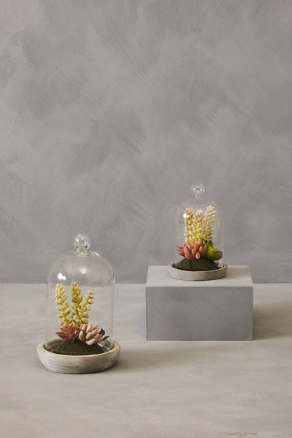 Small Succulent Dome with Cement Base | Fiori