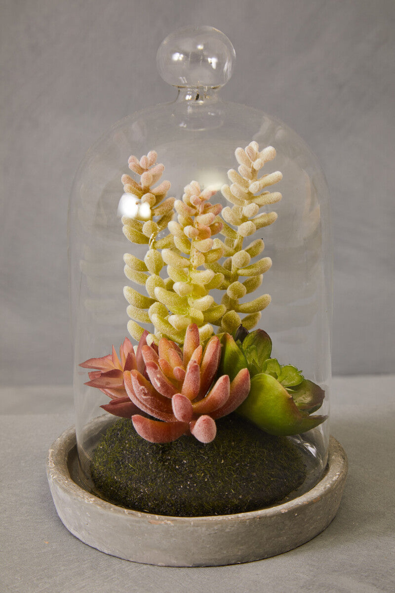Small Succulent Dome with Cement Base | Fiori