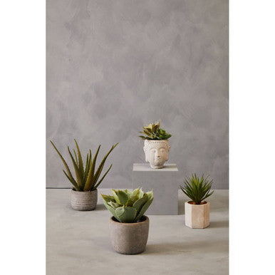 Buddha Pot Mixed Succulent | Fiori